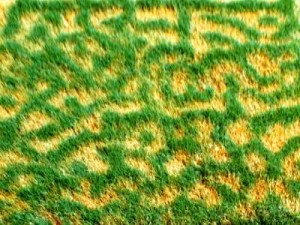 Frost damage to bermudagrass
